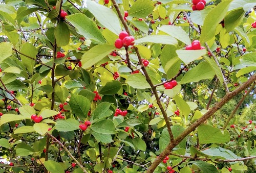 Ostrokrzew okółkowy Ilex verticillata 